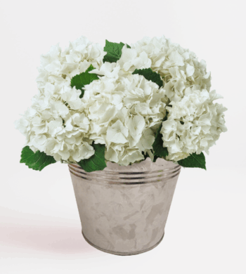 White Hydrangea Plant