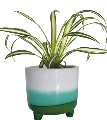 Little Miss Everything