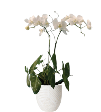 Double Orchid Garden
