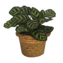 Sending Thoughts & Prayers Plant
