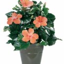 Smiling Hibiscus Plant