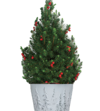 Majestic Alberta Spruce - Cachepot