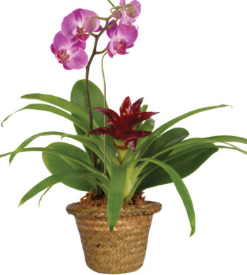 17+ Outdoor Orchid Plants