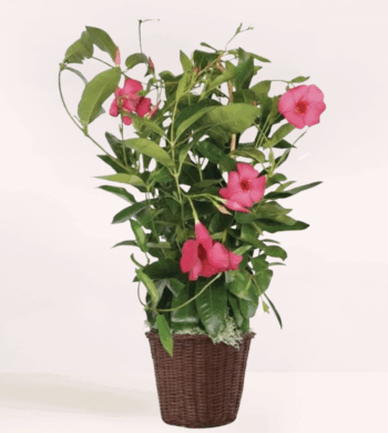 Mandevilla Trellis - Pink