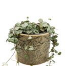 String of Hearts