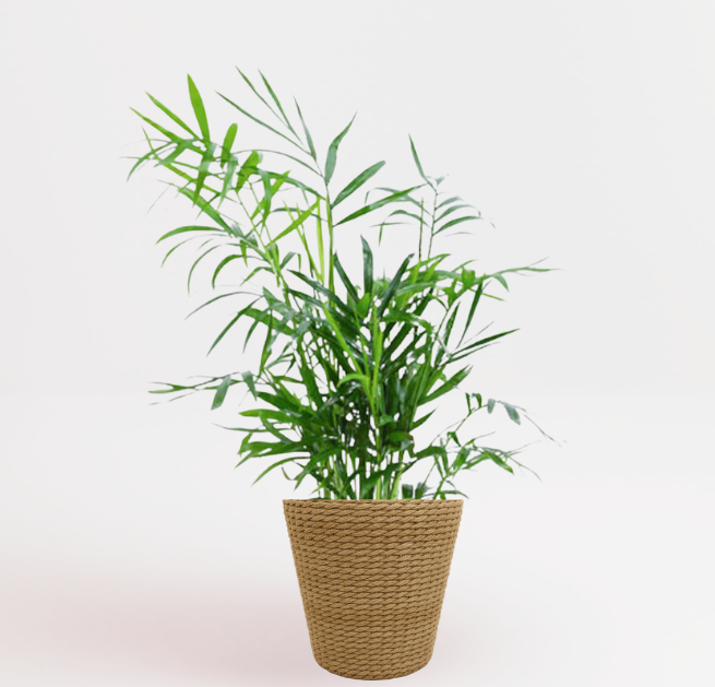 Bella Palm