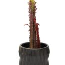 "African Milk Tree" Euphorbia Trigona