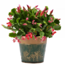 Christmas Cactus