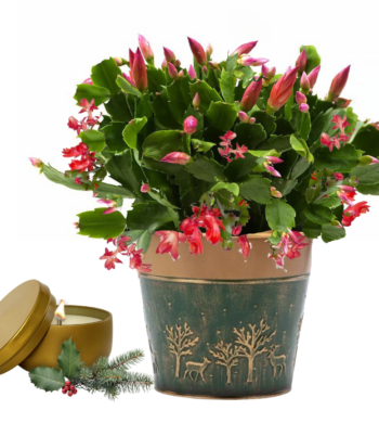 Blooming Cactus