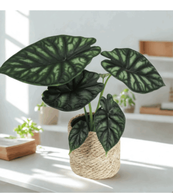 Alocasia Dragon