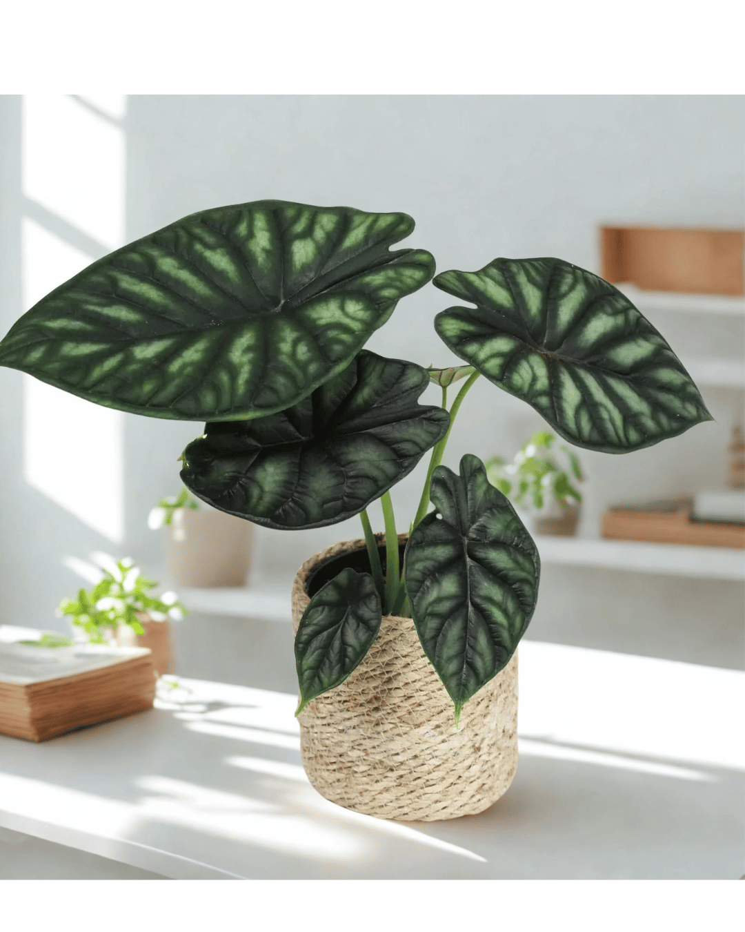 Alocasia Dragon
