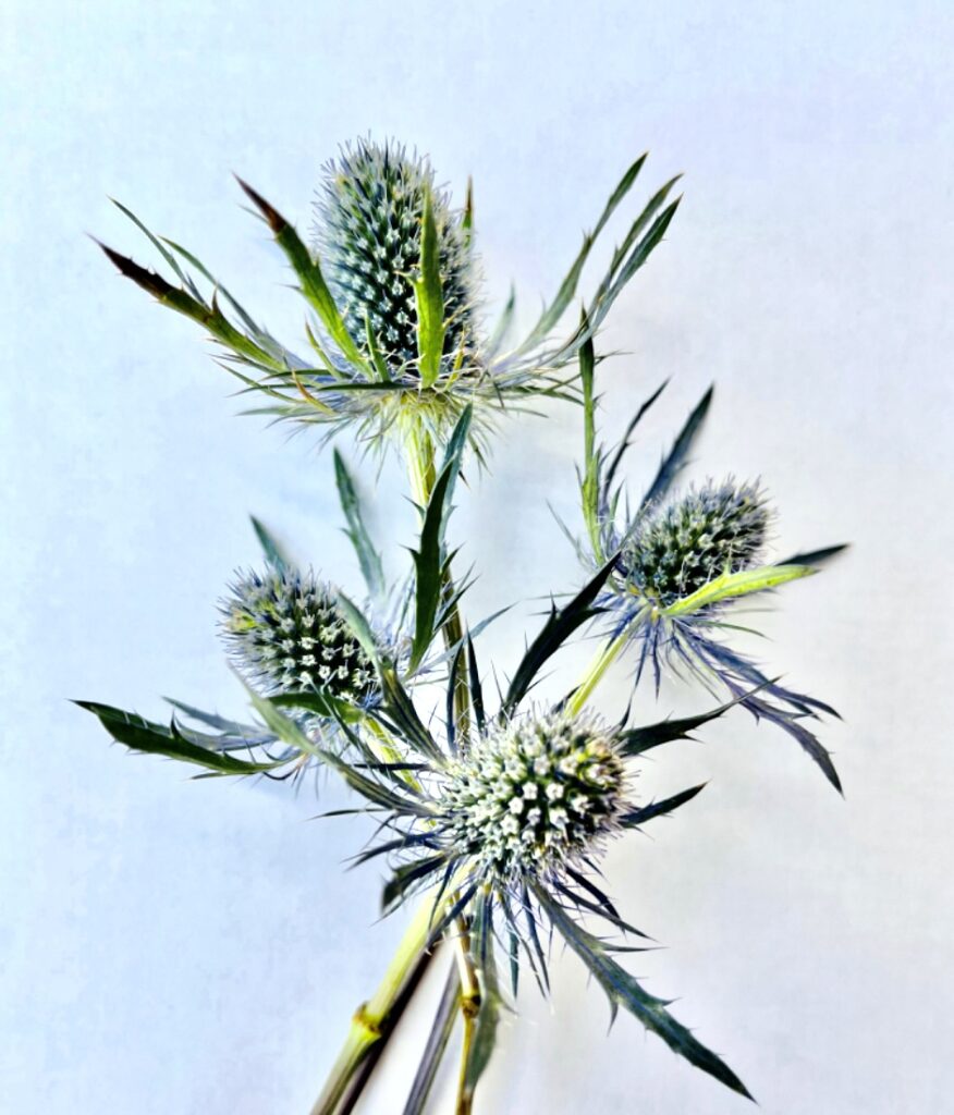 Eryngium Blue Bell (Thistle) Calyx Flowers, Inc