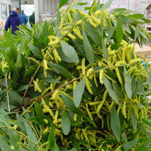 Acacia – Acacia floribunda (A. retinodes cv ‘Floribunda’) and A. spp.)