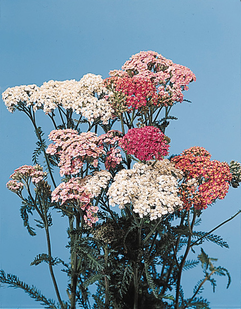 Yarrow – Achillea millefolium, A. ptarmica