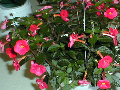 Achimenes – Achimenes spp.