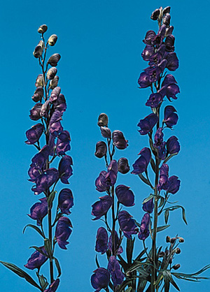 Monkshood – Aconitum napellus