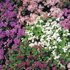 Ageratum – Ageratum houstonianum