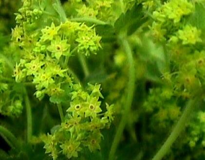 Ladies Mantle – Alchemilla mollis