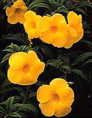 Golden-Trumpet – Allamanda cathartica