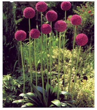 Giant Onion – Allium giganteum