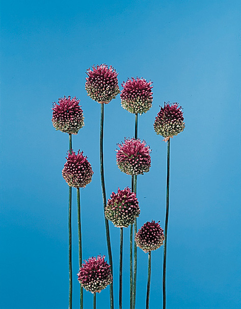 Drumstick – Allium sphaerocephalum