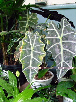 Elephant’s-Ear Plant – Alocasia spp.