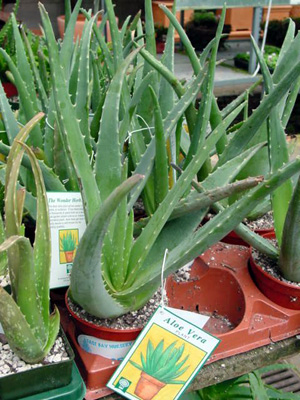 Burn Plant – Aloe vera