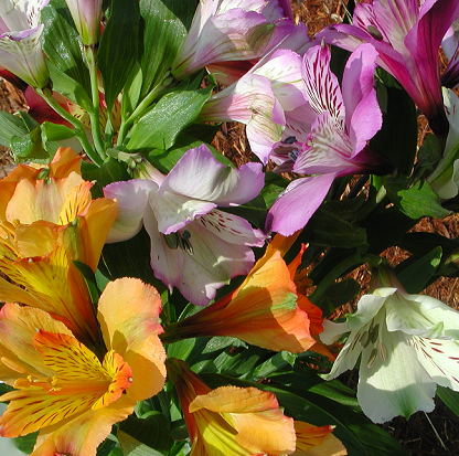 Alstroemeria – Alstroemeria spp.