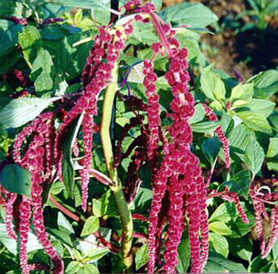 Love-Lies-Bleeding – Amaranthus caudatus