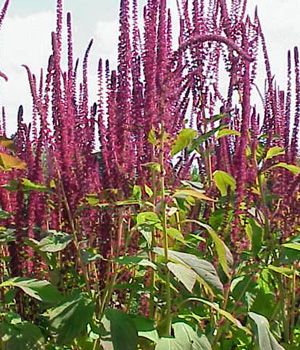 Purple Amaranthus – Amaranthus cruentus