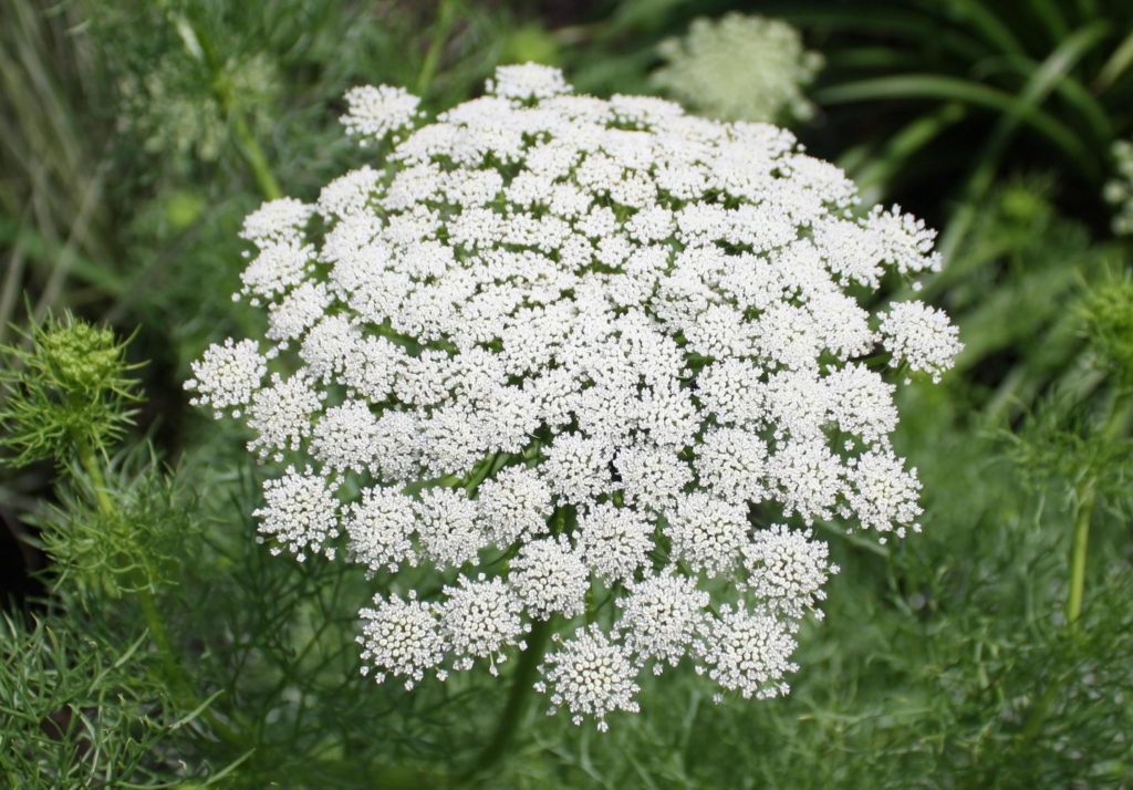 False Queen Anne�s Lace Ammi visnaga or possibly A