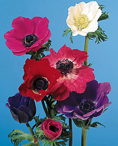 Poppy Anemone – Anemone coronaria or A. spp.