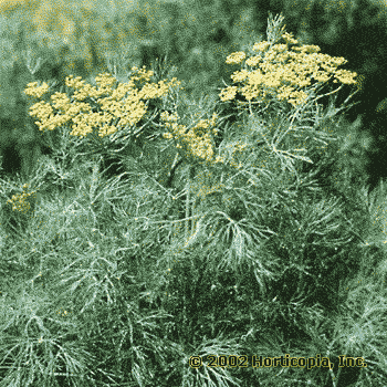 Dill – Anethum graveolens