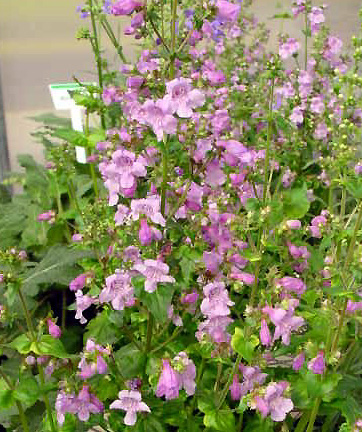 Angelonia – Angelonia spp.