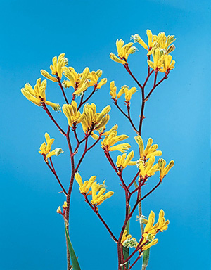 Kangaroo-Paw – Anigozanthos spp., Macropidia spp.