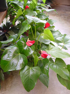 Pigtail Anthurium – Anthurium scherzerianum and A. spp.