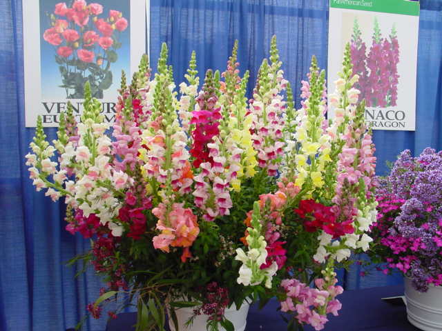 Snapdragon – Antirrhinum majus