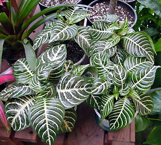 Zebra Plant – Aphelandra squarrosa