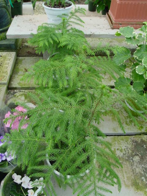 Norfolk Island Pine – Araucaria heterophylla