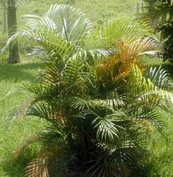 Areca Palm – Chrysalidocarpus lutescens