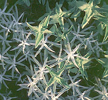 Mugworts – Artemesia spp.