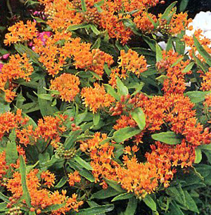 Butterfly Weed – Asclepias tuberosa