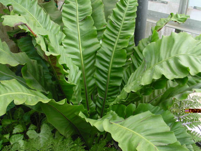 Bird’s-Nest-Plant – Asplenium nidus