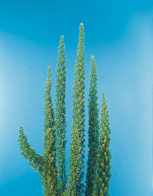 Meyersii Fern – Asparagus densiflorus ‘Meyers’