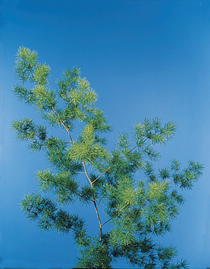 Ming Fern – Asparagus retrofractus (A. macowanii)