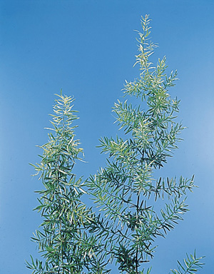 Sprengeri Fern – Asparagus densiflorus ‘Sprengeri’