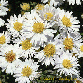 Potted Aster – Aster spp.