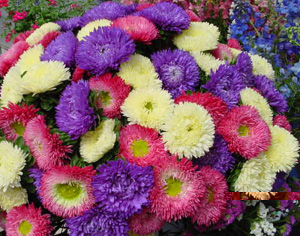 Michaelmas Daisy – Aster novi-belgii