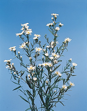 Heath Aster – Aster ericoides