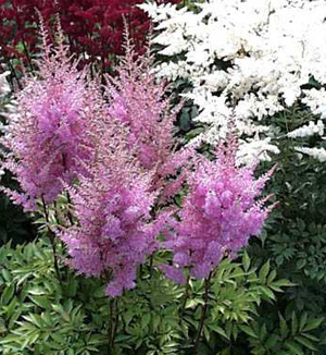 False Goat’s Beard – Astilbe X arendsii